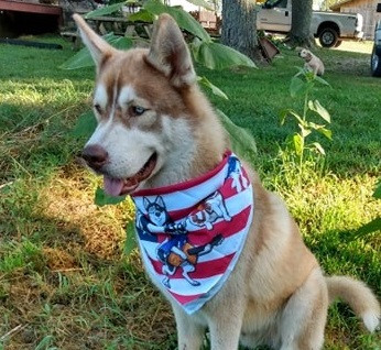 Maya & Damien with the Pups 'BANDANA' BRITISH VERSION