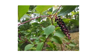 Poke Vitamin - 1 Jar - 2 oz. (30-60 Servings)