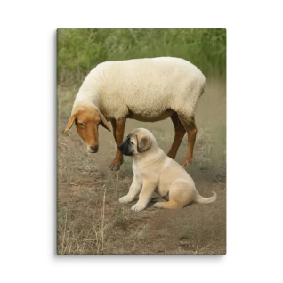"Gentle Encounter: Rural Animal Photography for Home Decore on Convas