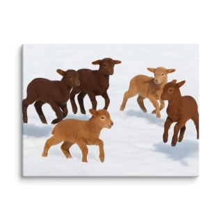 California Red Lambs in Snow-Rare Red Color Variations Canvas Art