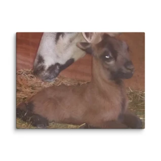 Barbados Blackbelly Lamb Portrait-Rare Hair Sheep Canvas Print