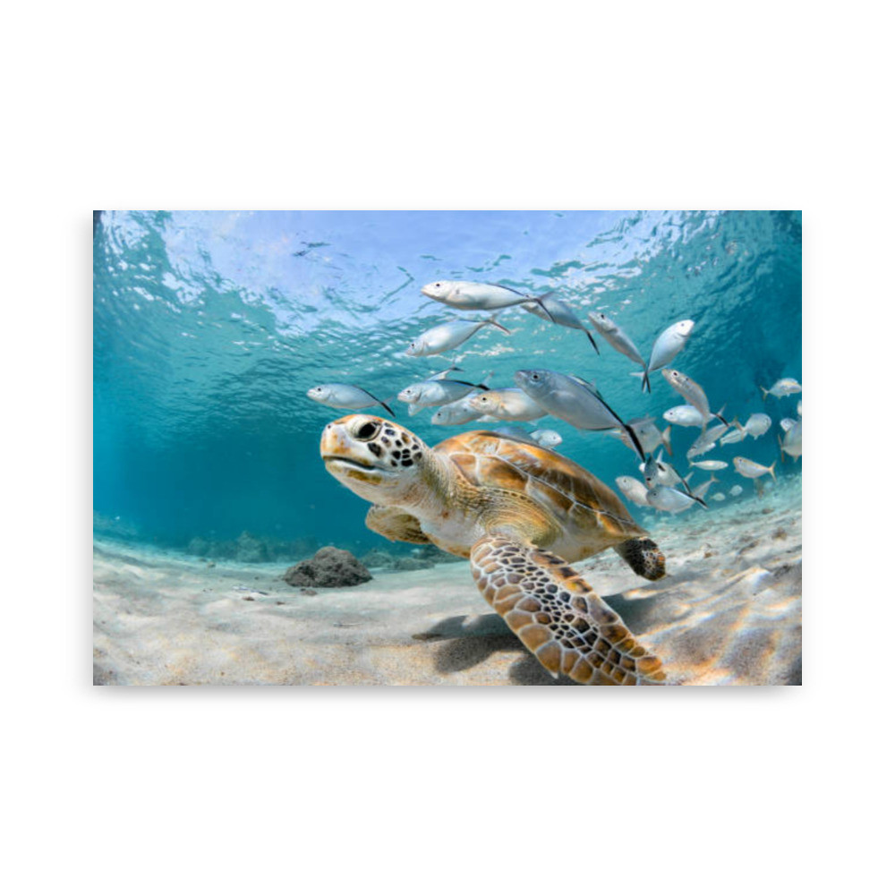 Landscape Poster