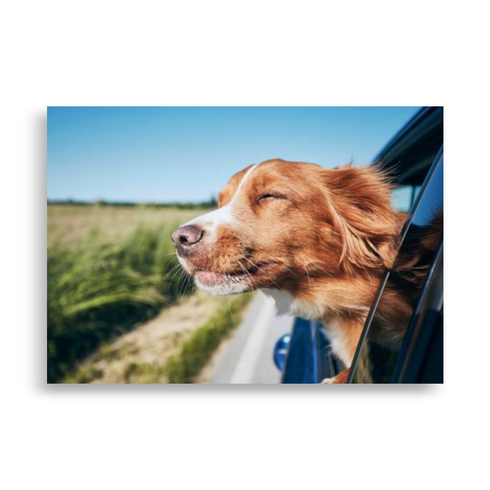 Pets Poster
