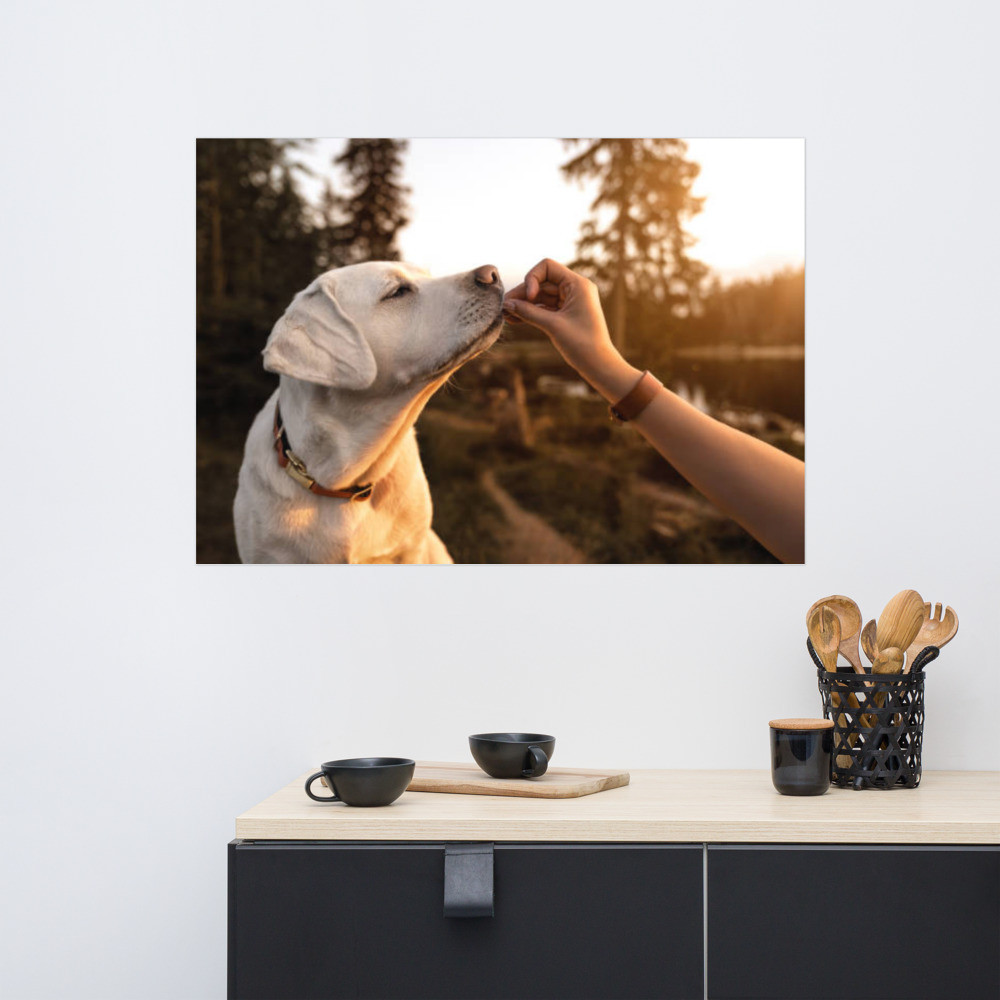 Pets Poster