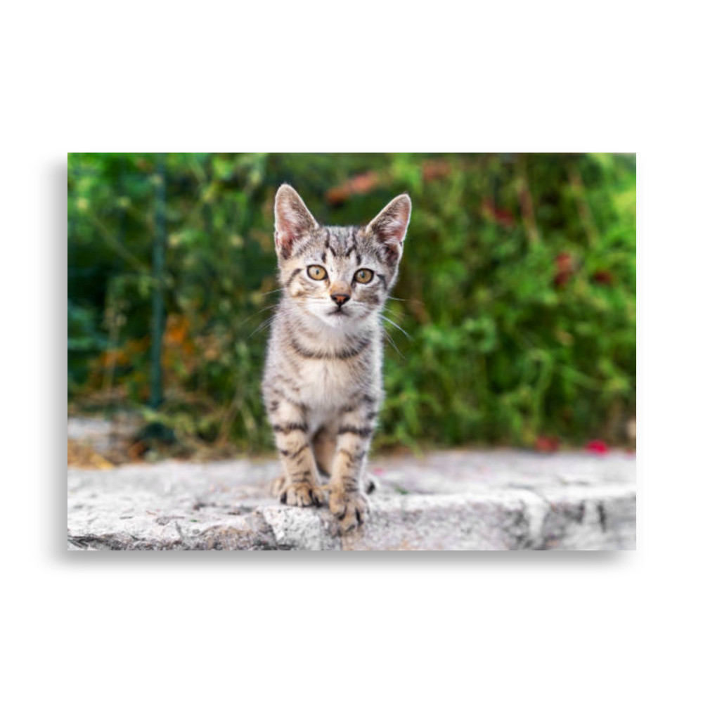 Pets Poster