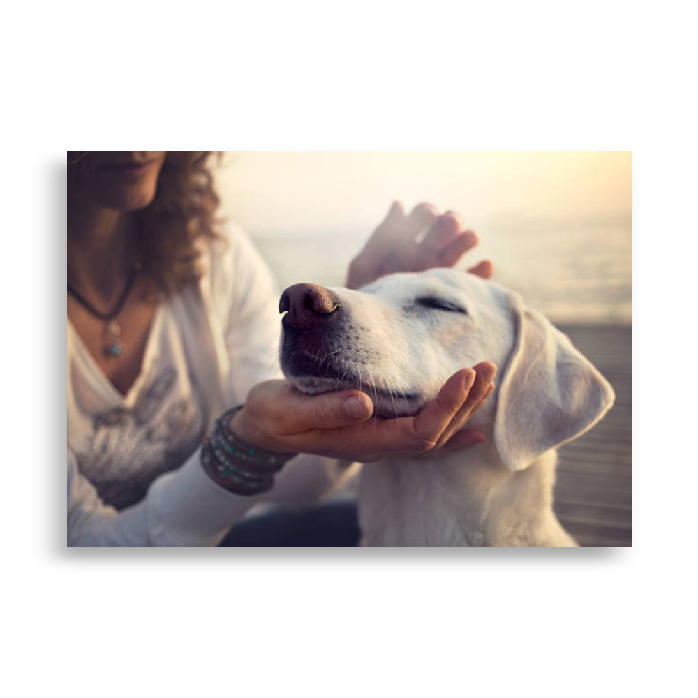 Pets Poster