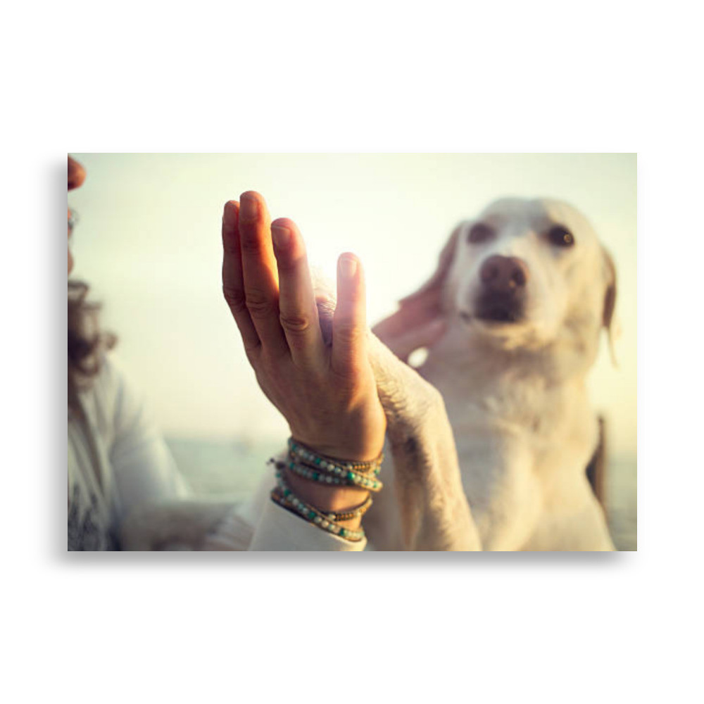 Pets Poster