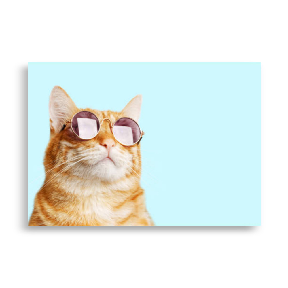Pets Poster