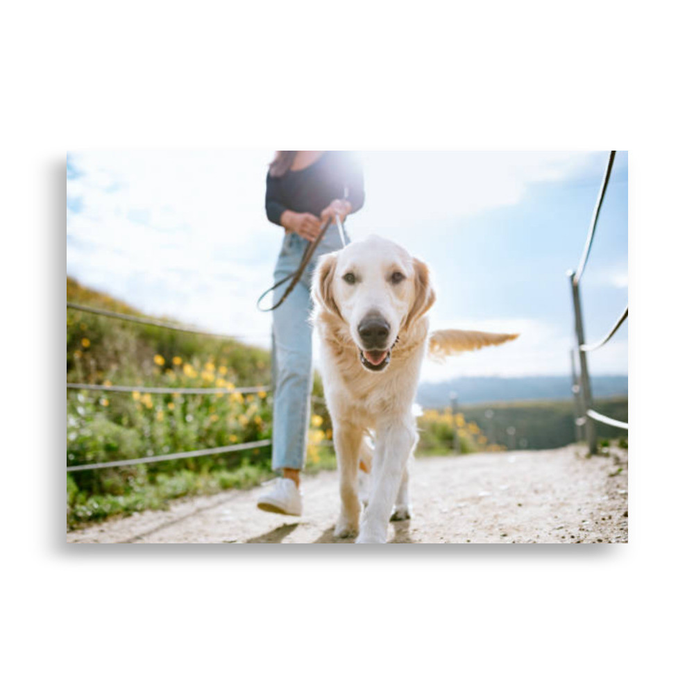 Pets Poster