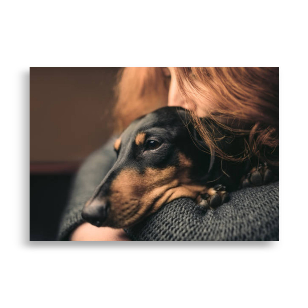 Pets Poster