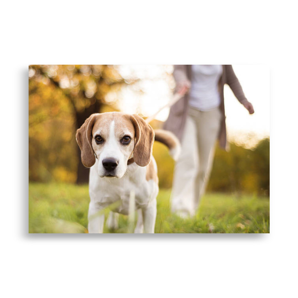 Pets Poster