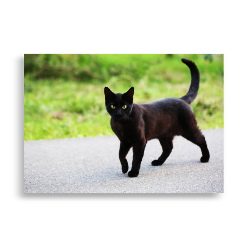 Pets Poster