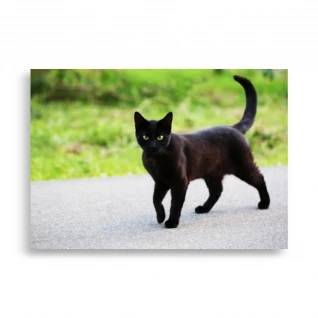 Pets Poster