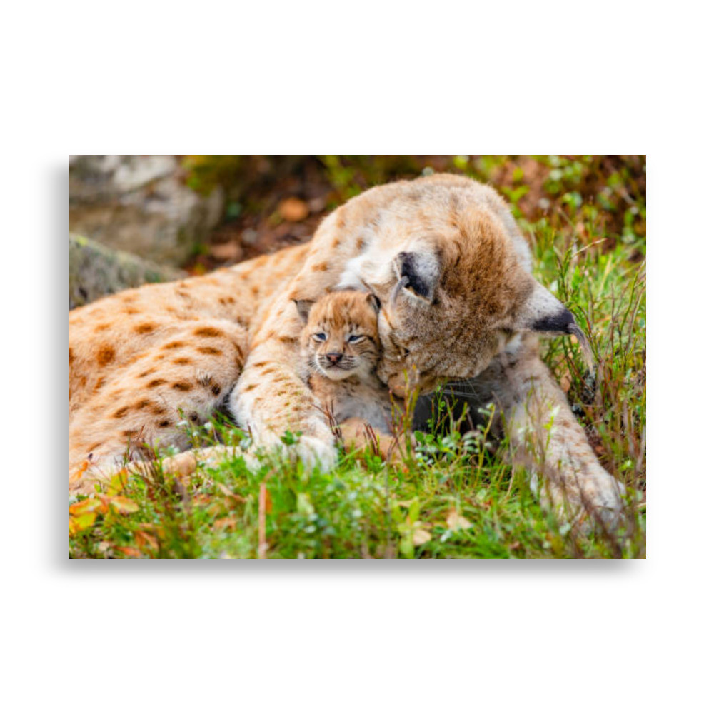 Pets Poster