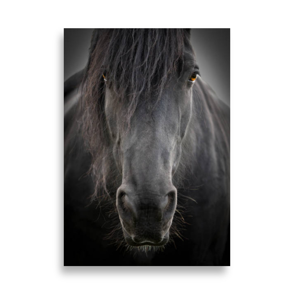 Pets Poster