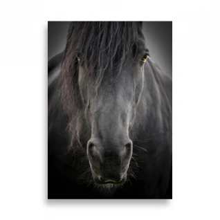 Pets Poster