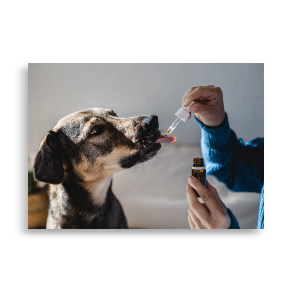 Pets Poster