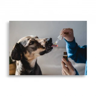 Pets Poster