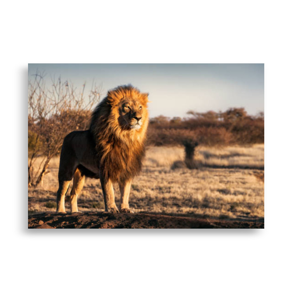 Pets Poster