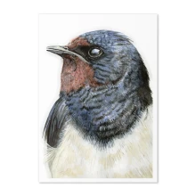 Tracey Parsons Swallow greetings card