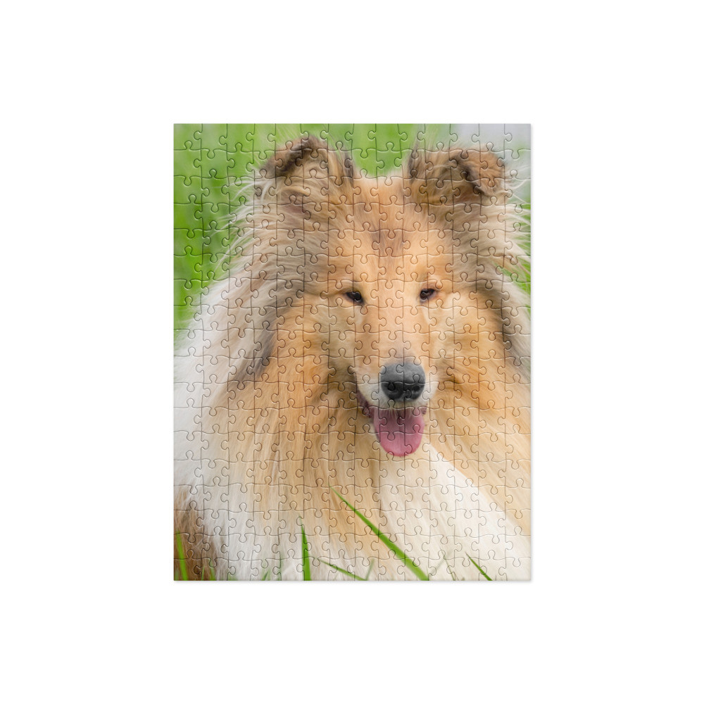 Collie Photo Jigsaw puzzle