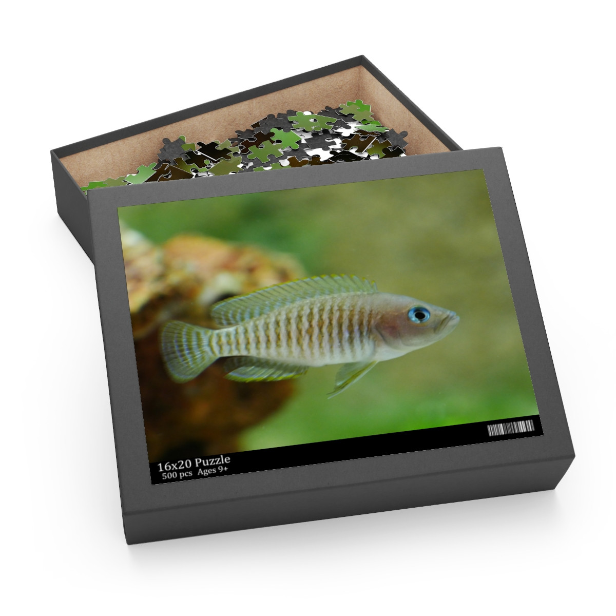 Neolamprologus Multifasciatus Puzzle