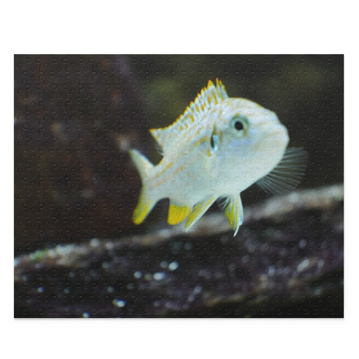 Labidochromis joanjohnsonae Puzzle