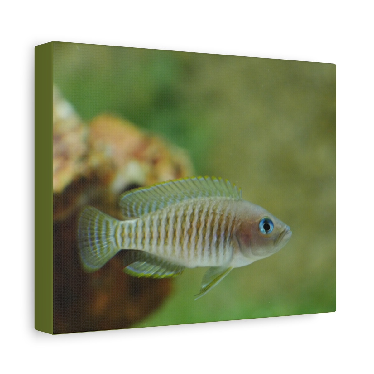 Neolamprologus Multifasciatus Canvas Wall Art - Stretched Matte Fish Print, Home Decor for Aquarists, Gift for Fish Lovers, Underwater Theme Decoration, Nature [...]