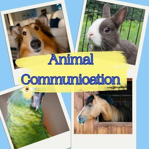 Opening to Animal Communication mp3