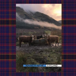 Beware of The Coo ||SCOTLAND|| Postcard.
