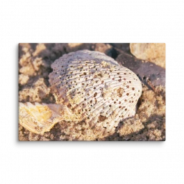 Worn Seashell