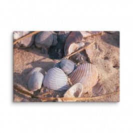 Seashells