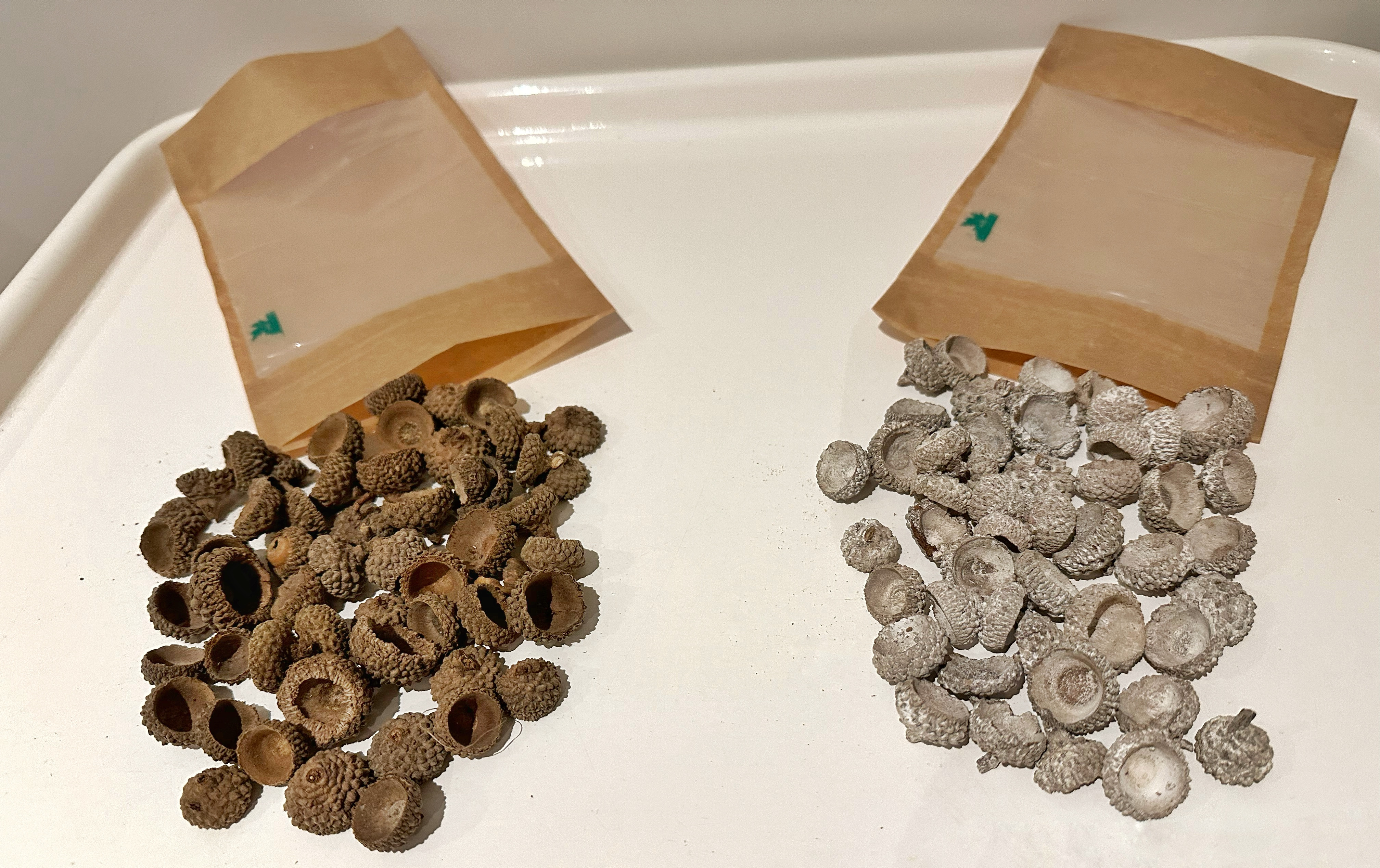 50g bag of acorn cups
