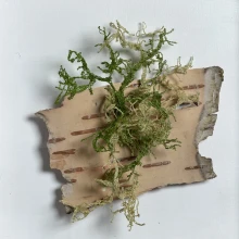 Lichen #1