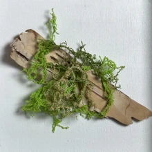 Lichen #2