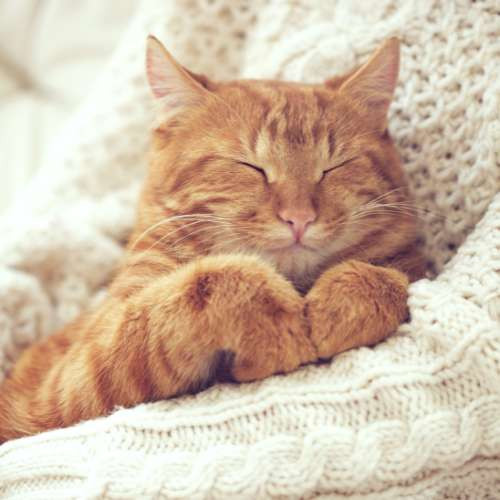 Relaxing Cat Kitten Energy Balancing mp3