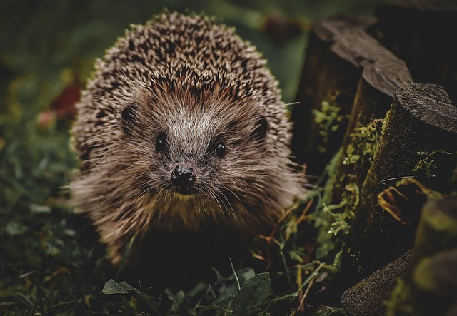 The Hedgehog who built a bridge