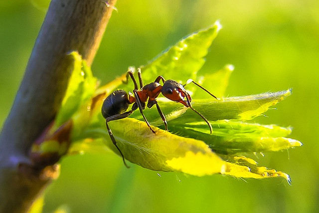 The Busy Ant and the Lazy Beetle