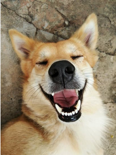 Relaxed Dog Puppy Energy Balancing mp3