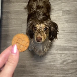 Winston's PB Woofles