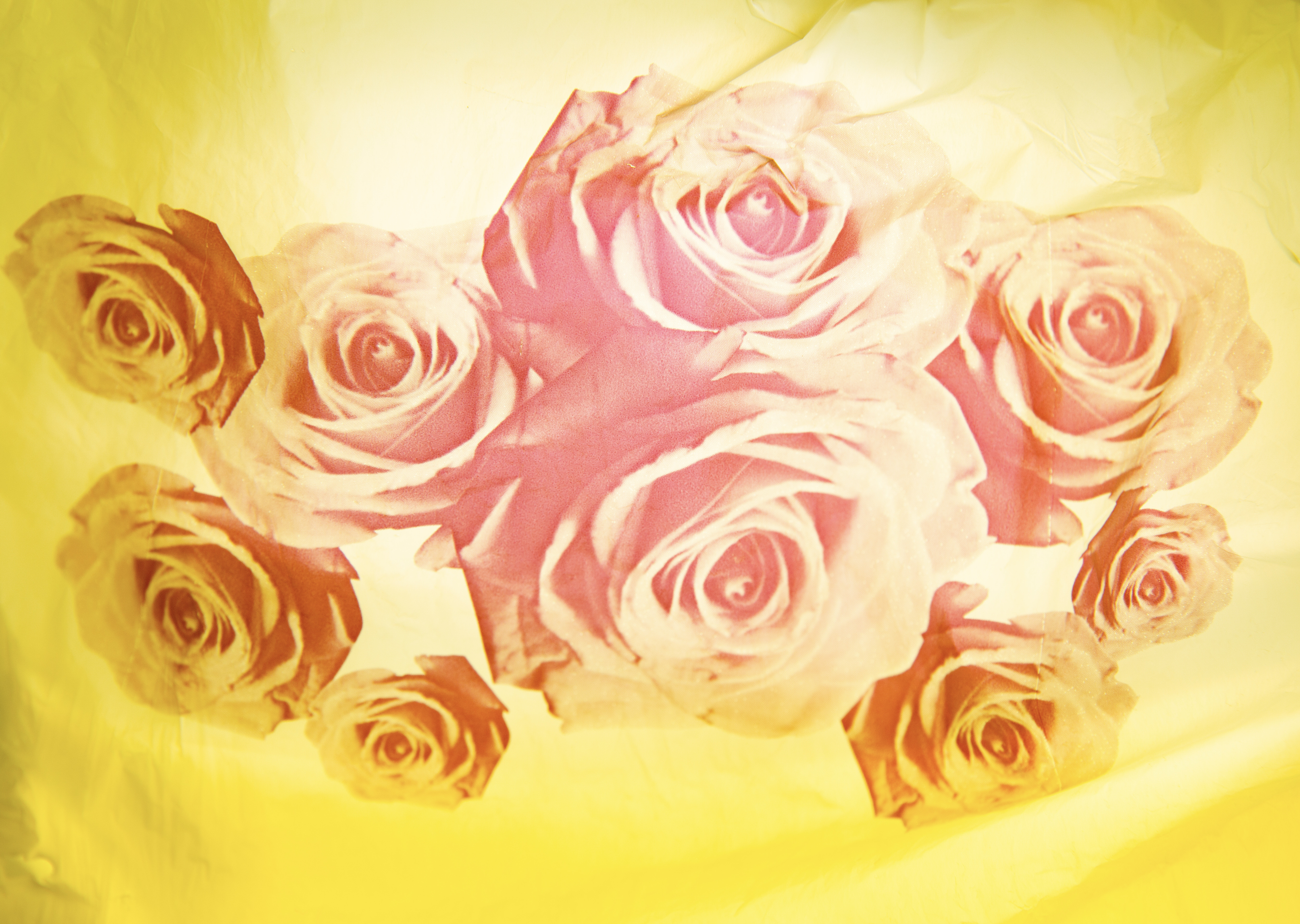 Grocery Bag Roses