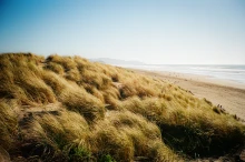 Grass of Ocean Beach, San Francisco
