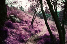 Muir Woods in Purple