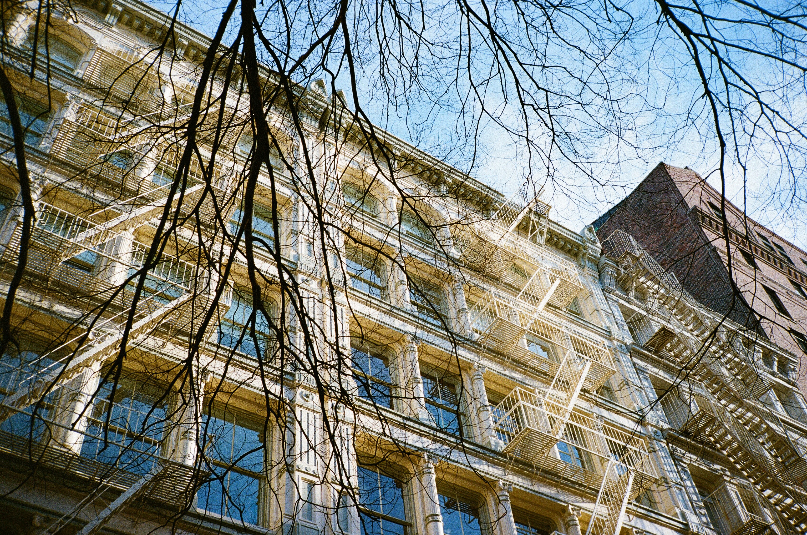 Tribeca Through the Trees
