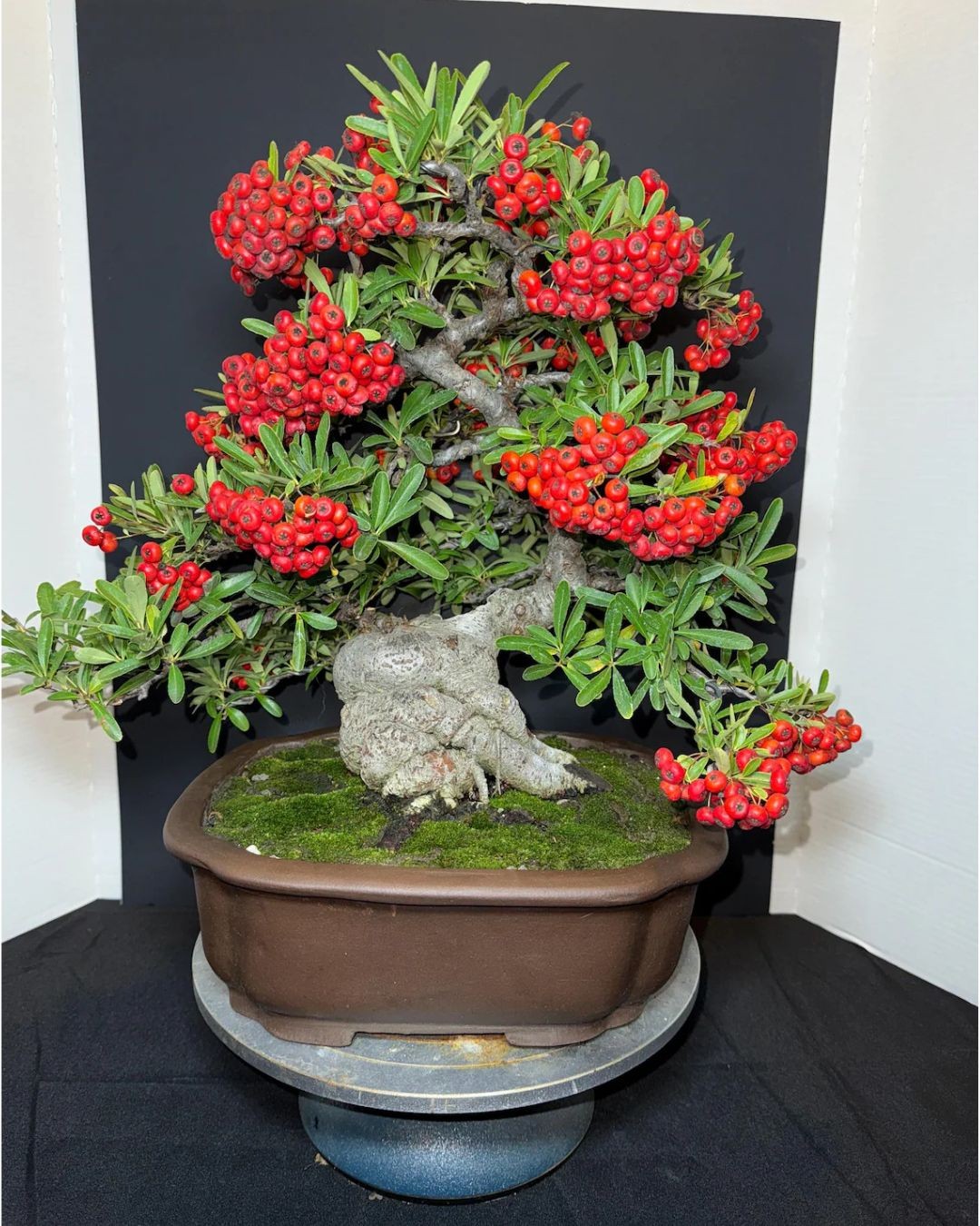 Pyracantha Bonsai - 40+ Years Old  6" Nebari  10" Pot  Rare Mature Specimen