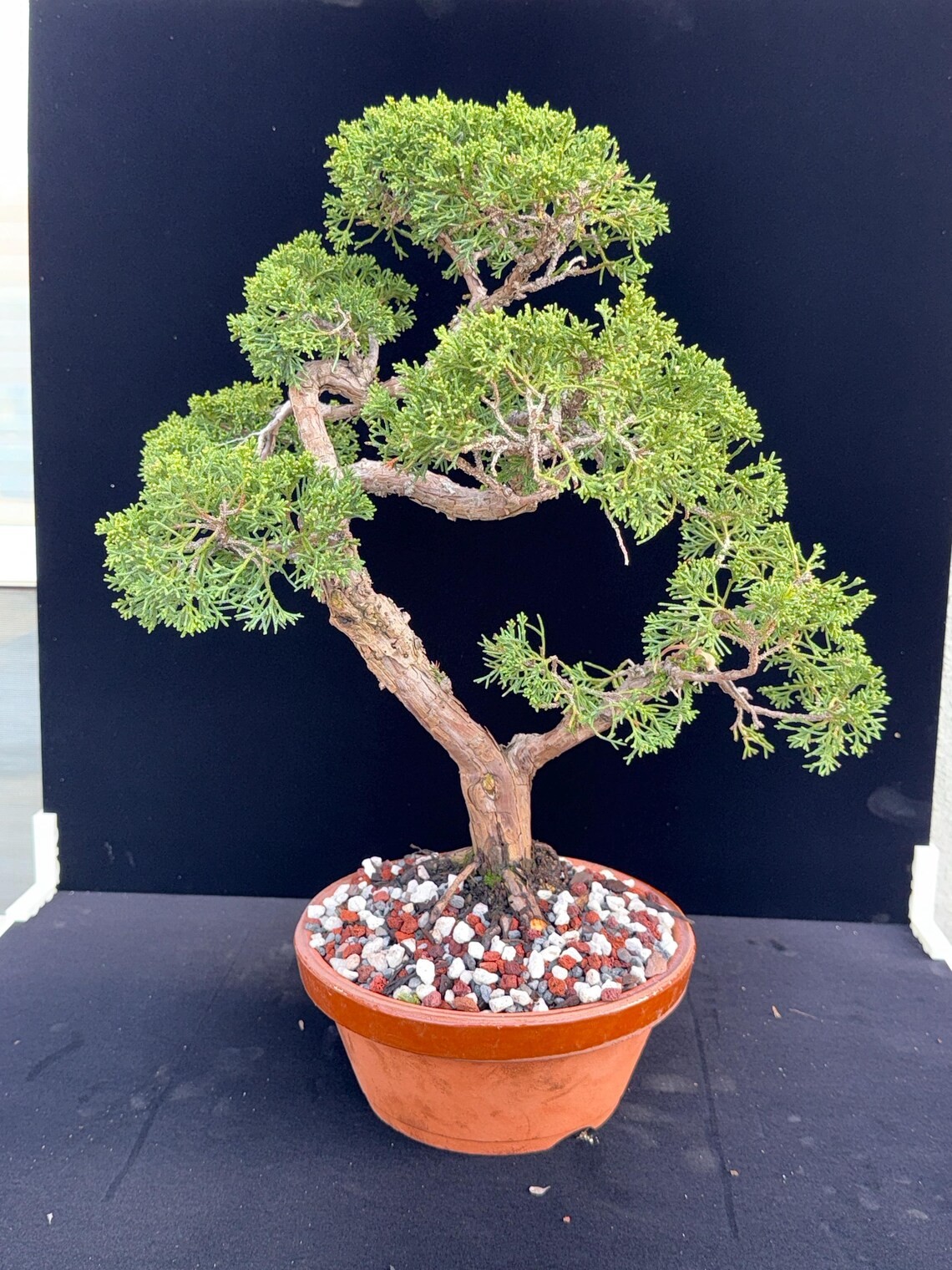 Shimpaku Kishu Juniper Pre-Bonsai - 25 Years Old  Tokoname Training Pot