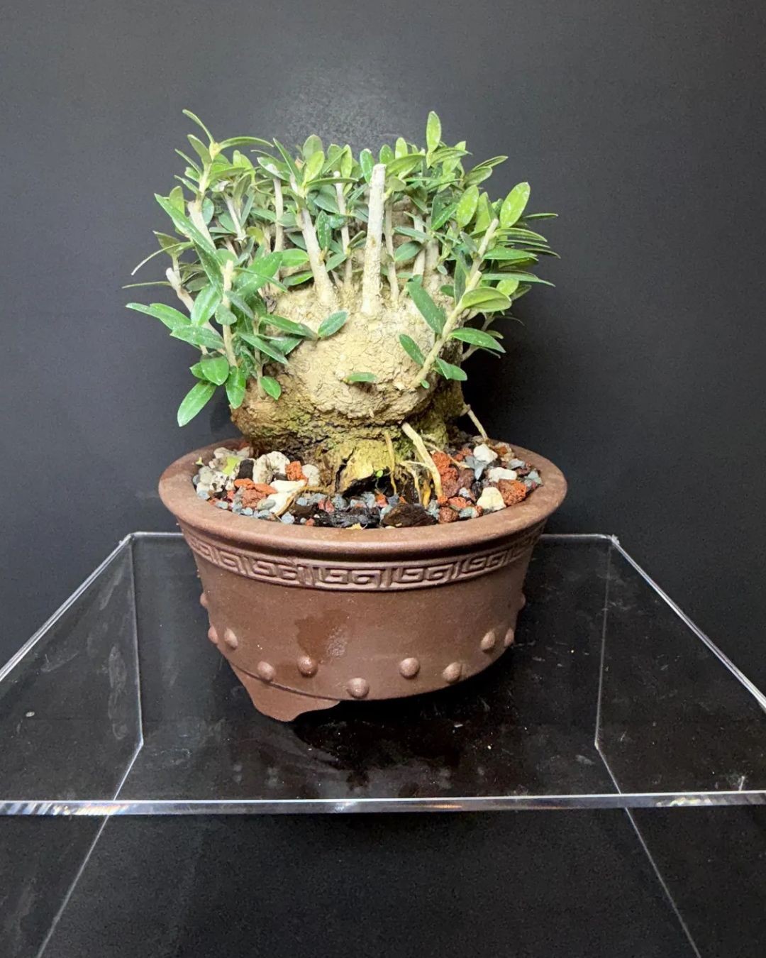 Olive Tree Bonsai - Wild Collected from California