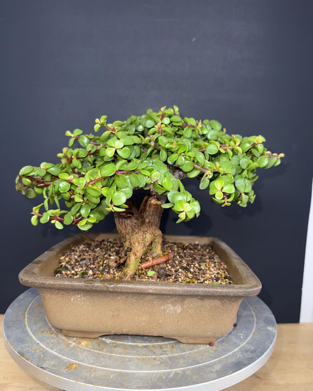 Portulacaria Afra 'Minima' Bonsai - 18 Years Old  2" Base  Compact 5" Tree  Rare, Tight-Grown Form