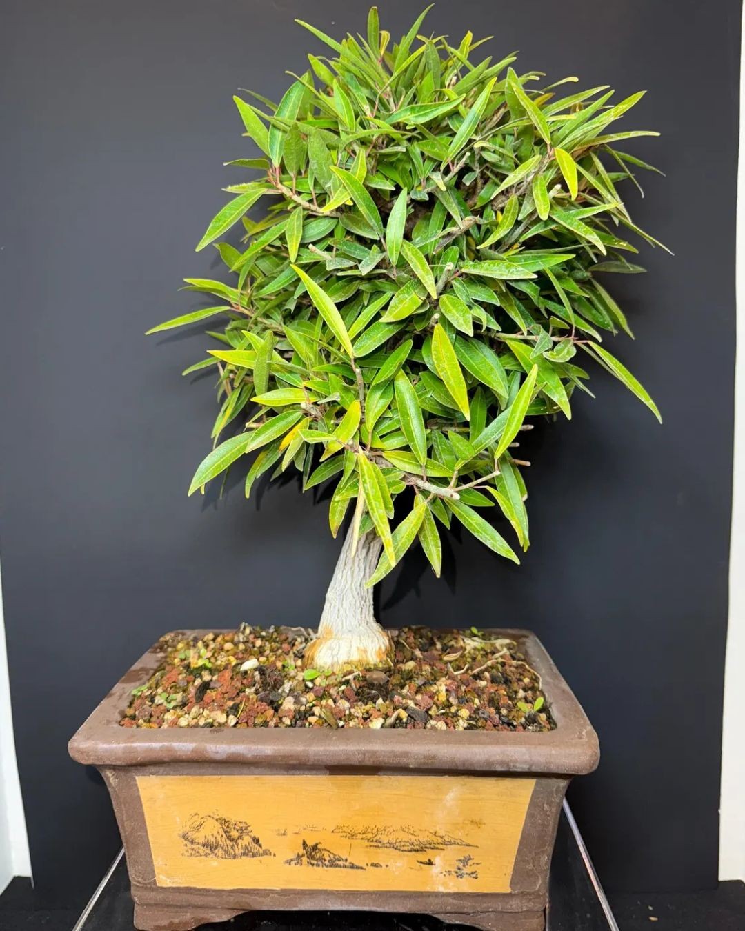 Willow Leaf Bonsai - 16 Years Old  Aged Bark, Strong Nebari & Ready for Styling  15" Tall