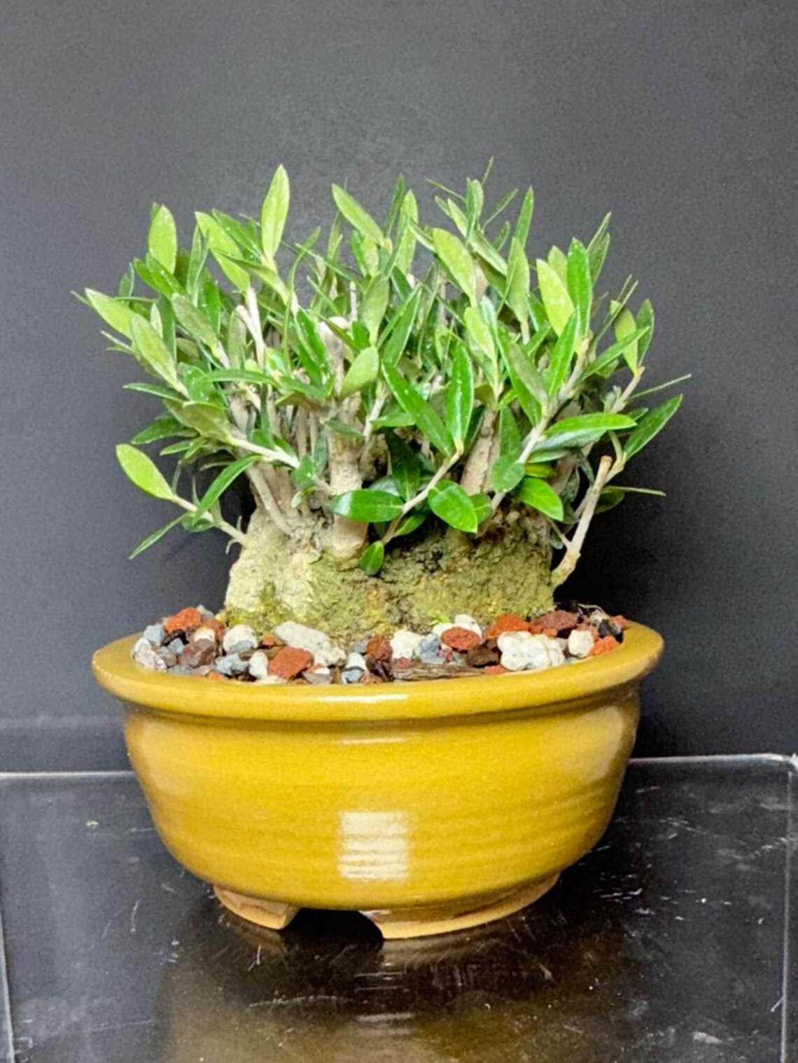 Olive Tree Bonsai - Wild Collected from California